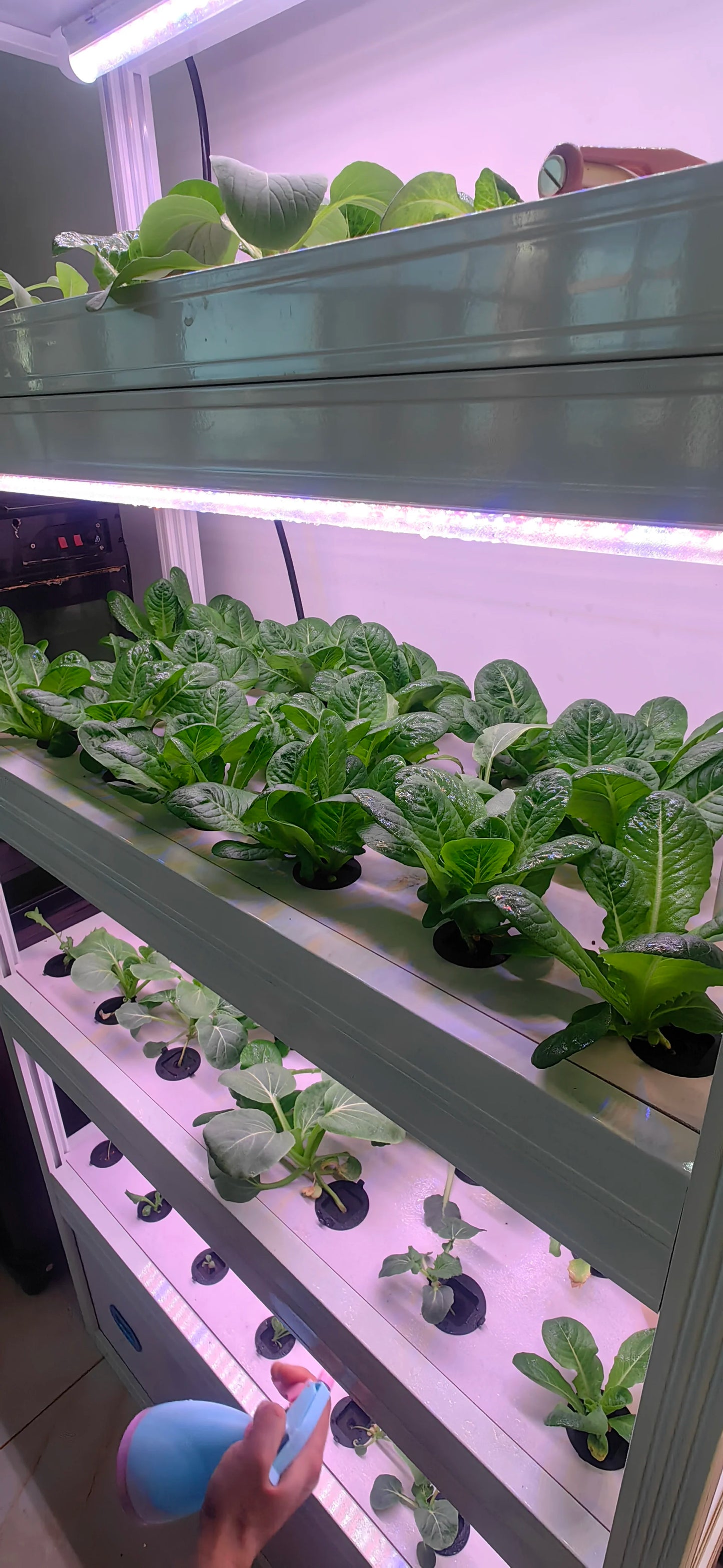 Growing Systems Hydroponic Greenhouse Low Cost Hydroponics Medical Plants Mobile Indoor Plant Vertical Farming Grow System