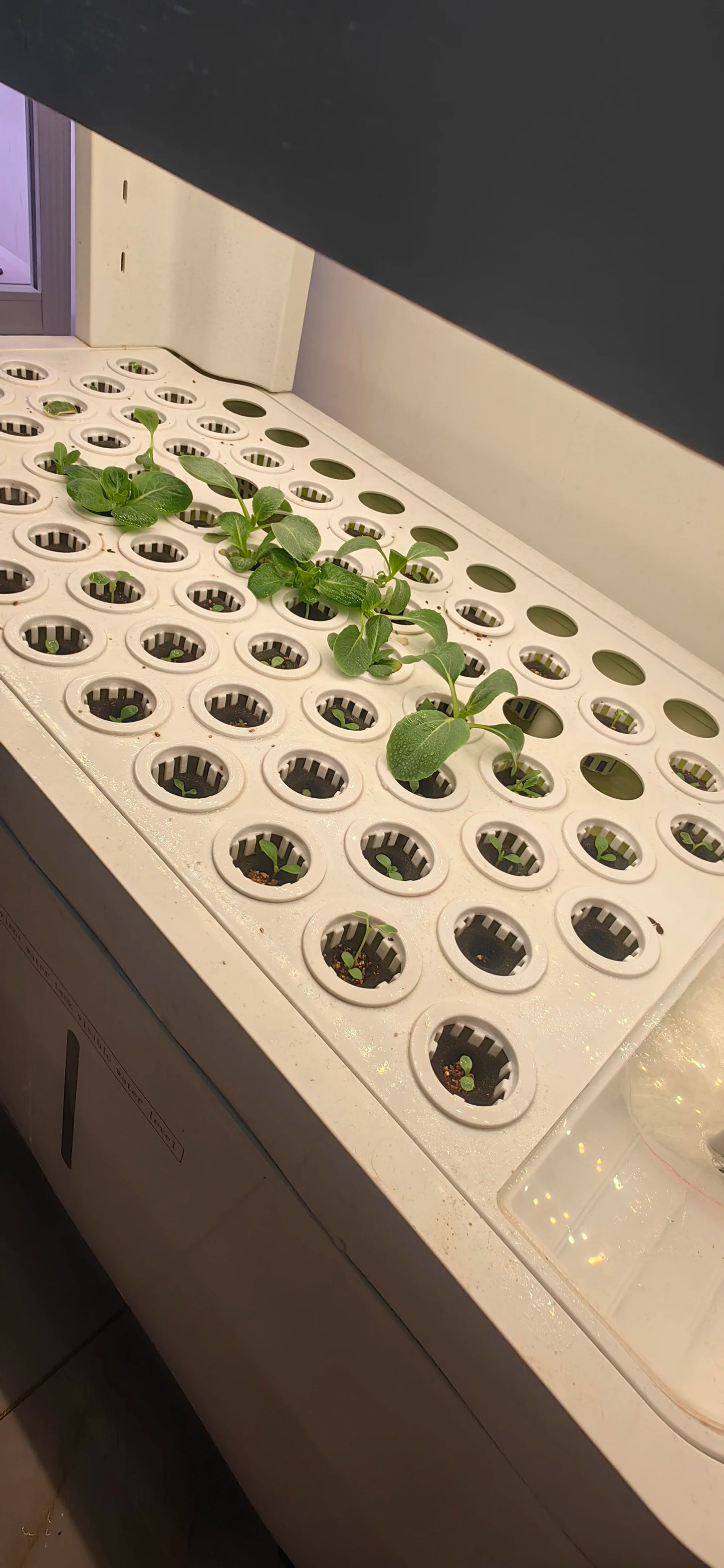 Growing Systems Hydroponic Greenhouse Low Cost Hydroponics Medical Plants Mobile Indoor Plant Vertical Farming Grow System