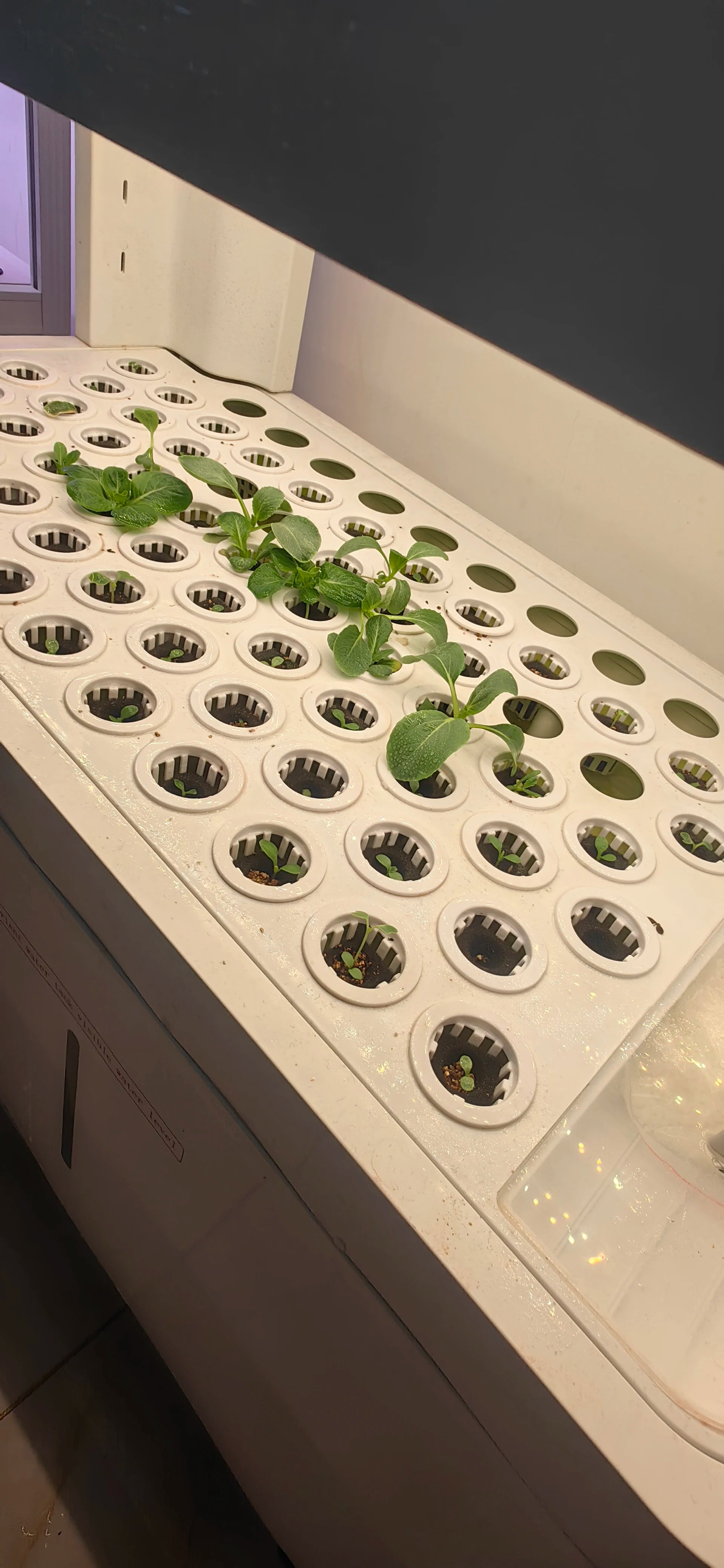 Growing Systems Hydroponic Greenhouse Low Cost Hydroponics Medical Plants Mobile Indoor Plant Vertical Farming Grow System